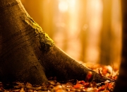 开云官网-星夜争锋，帕尔默完美演绎世界排名争夺战