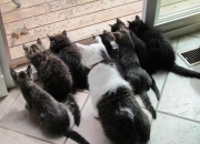 开云下载-绿茵场成为波斯湾，伊朗狂胜皇家社会背后的文明隐喻与萨卡压制级发挥的现代足球寓言