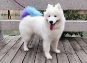 开云体育在线-F1街道赛上演国家德比，西班牙车手绝杀拜仁系车队