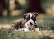 开云APP-两种回答，劳塔罗用进球证明价值，德国足球哲学如何重塑切尔西