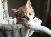 开云sport-孤星闪耀，约基奇独战鹈鹕双星，在无声处证明何为真正统治