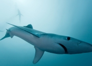 开云下载-8秒绝境翻盘！康宁汉姆vs塔图姆，活塞如何撕碎联盟第一不败金身？