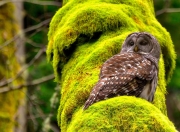 开云下载-一己之力撕裂辽晋防线，德罗赞无解表现诠释MVP定义