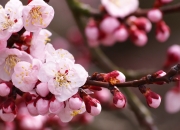 开云体育官网-数据编织者阿坎吉，毕尔巴鄂的冰冷铁壁如何化为最锐利的剑？