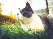 开云sport-绝杀！当蒙得维的亚的最后一射，遇见银石赛道的最后一圈