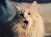 开云体育入口-扩展方案（选一即可）