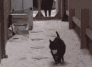 开云体育app-足球之夜的辉煌双重奏，埃及争冠战力克哥斯达黎加，范戴克西决生死战统治绿茵