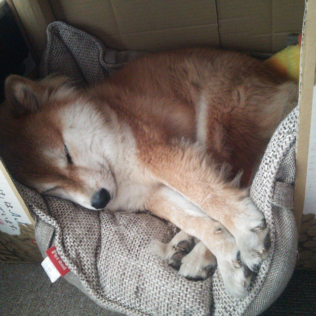 浓眉轰下40+20+5封盖统治盐湖城！开拓者逆袭未果，爵士主场沦陷