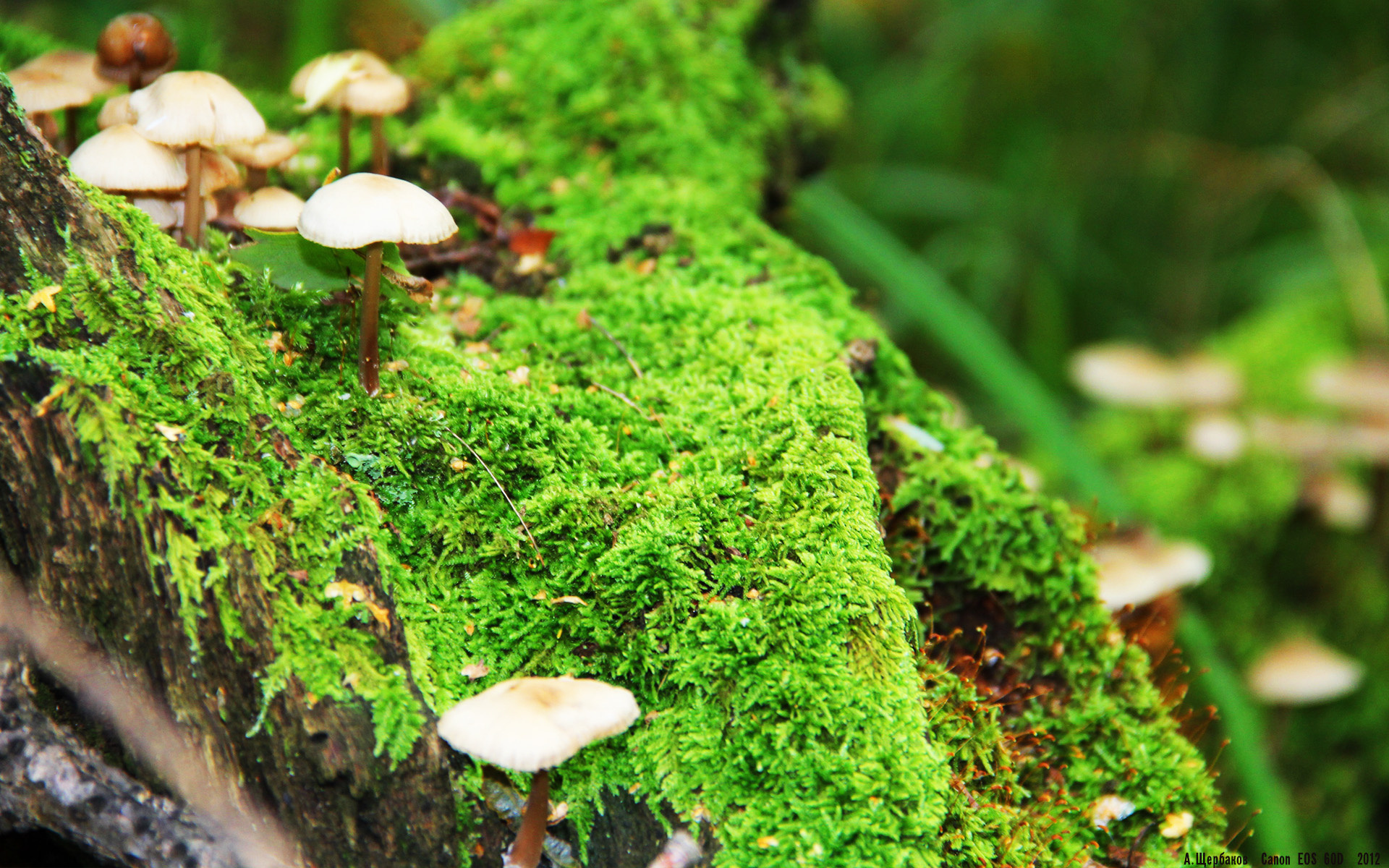 跨洋风暴！克莱三分雨淹没辽篮，鹈鹕踏平辽宁提前终结悬念