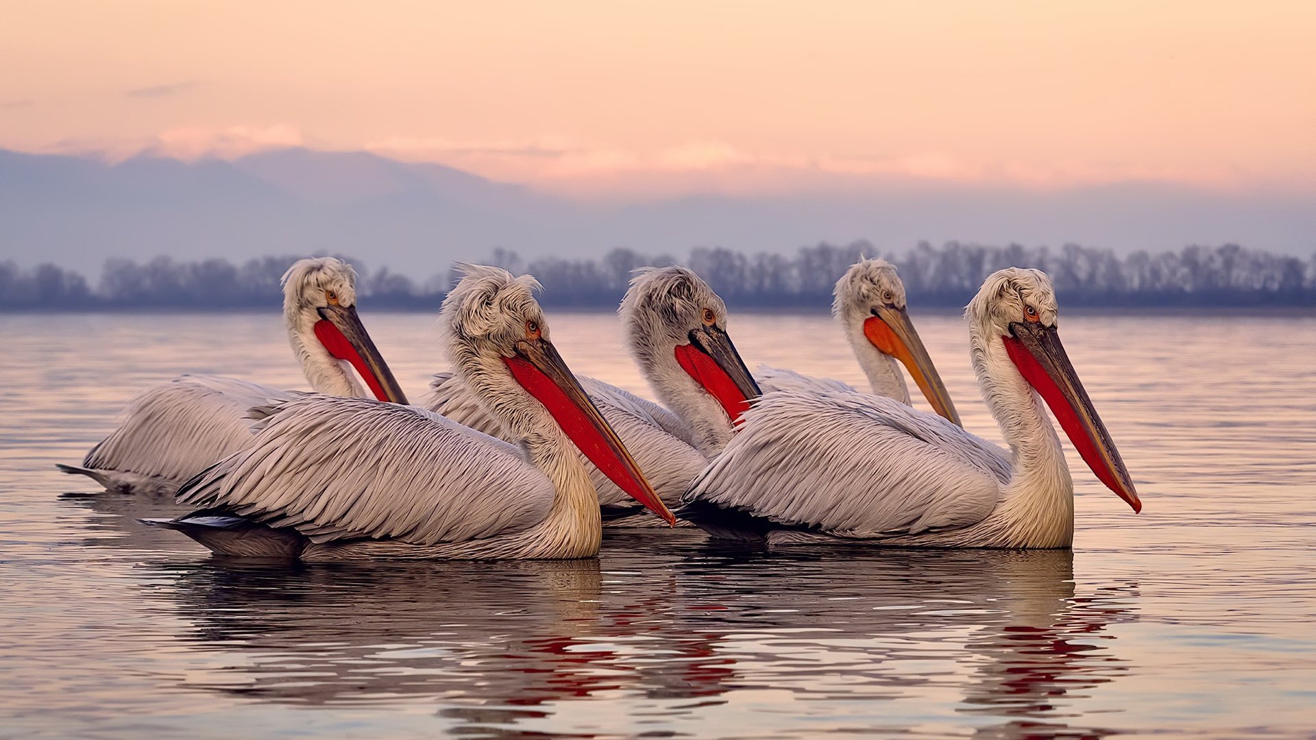 东部激战,尼克斯力克魔术,塔图姆关键先生本色尽显
