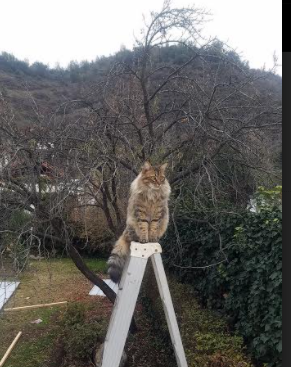 梦回丝路，当新疆飞虎遇上新奥尔良鹈鹕