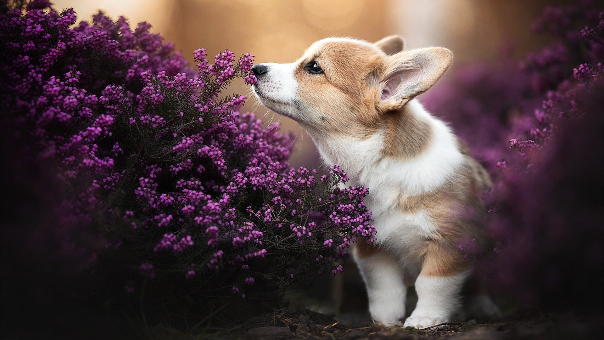 跨海斩旗，广东队闪电战术击溃湖人，爱德华兹关键表现定乾坤