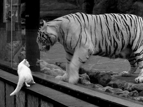 轰炸麦迪逊，当米切尔的评分拉满之夜，鹈鹕撕碎尼克斯