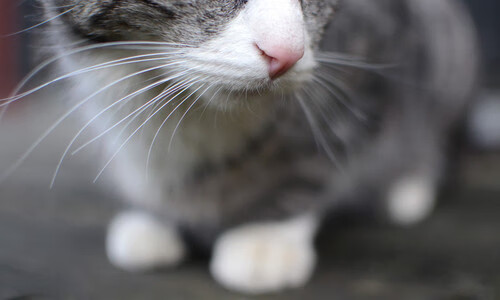 维尼修斯闪电两击，塞维利亚客场擒获雷鬼雄鹰