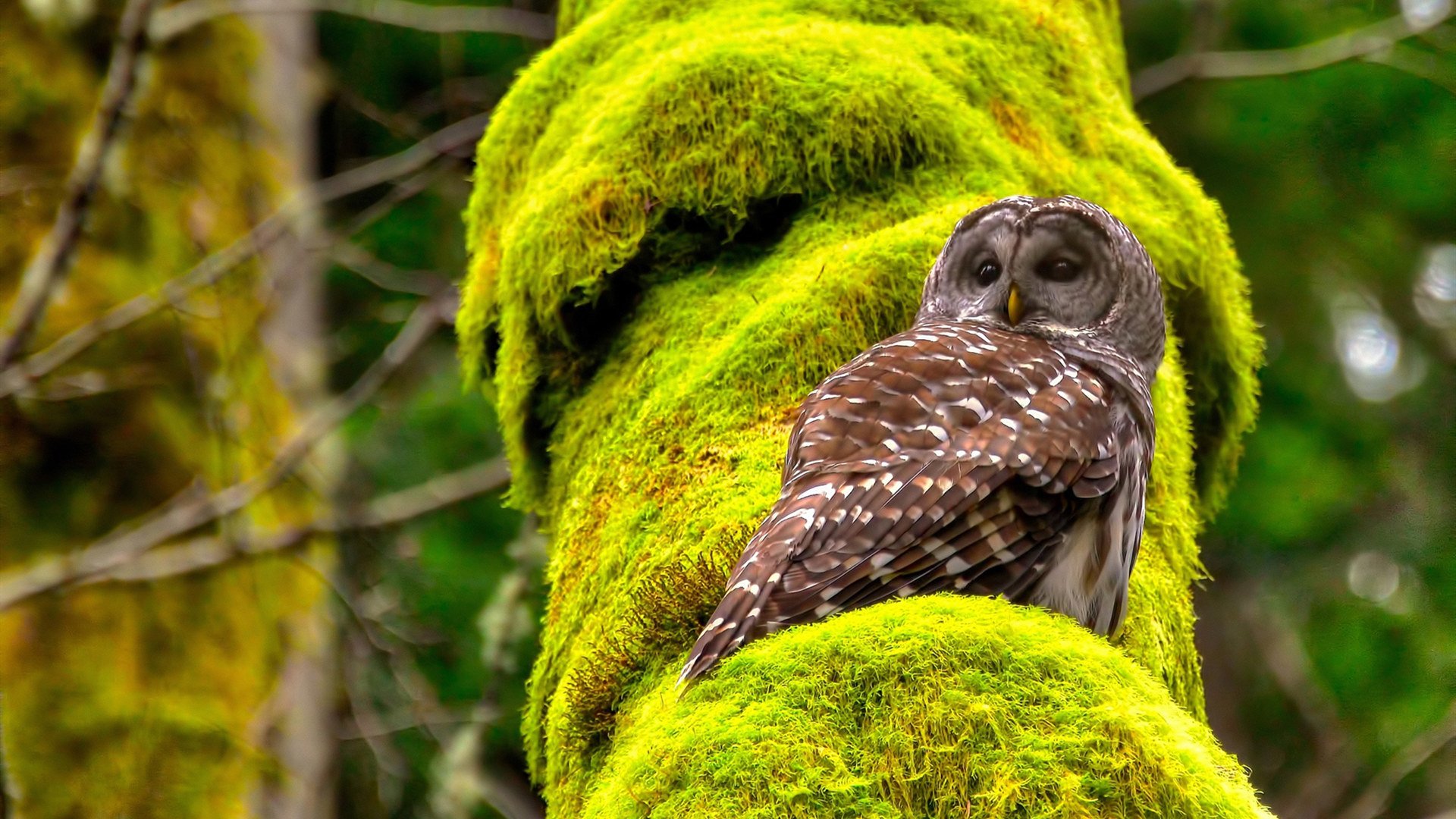 一己之力撕裂辽晋防线，德罗赞无解表现诠释MVP定义