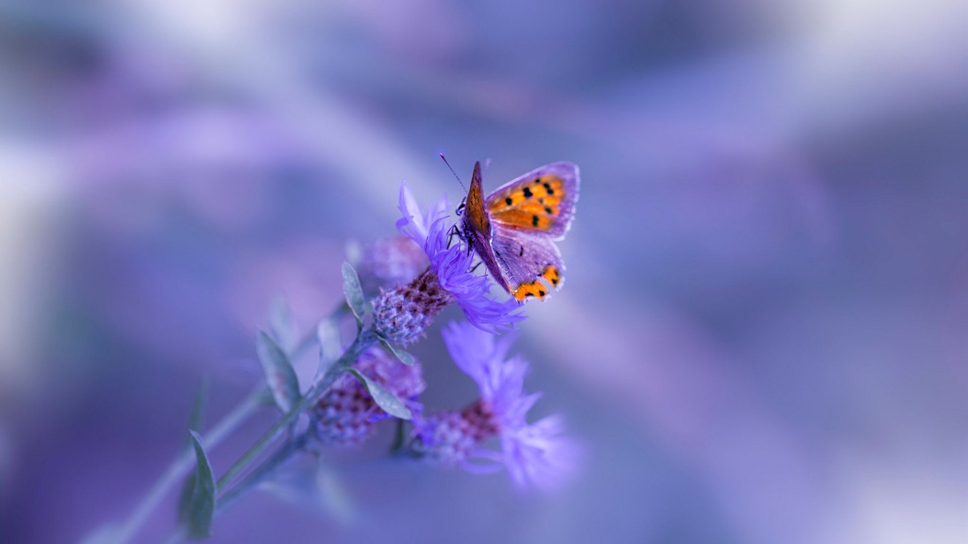 冰与火之歌，当灰熊的防守巨网，逼出利拉德的封神子弹