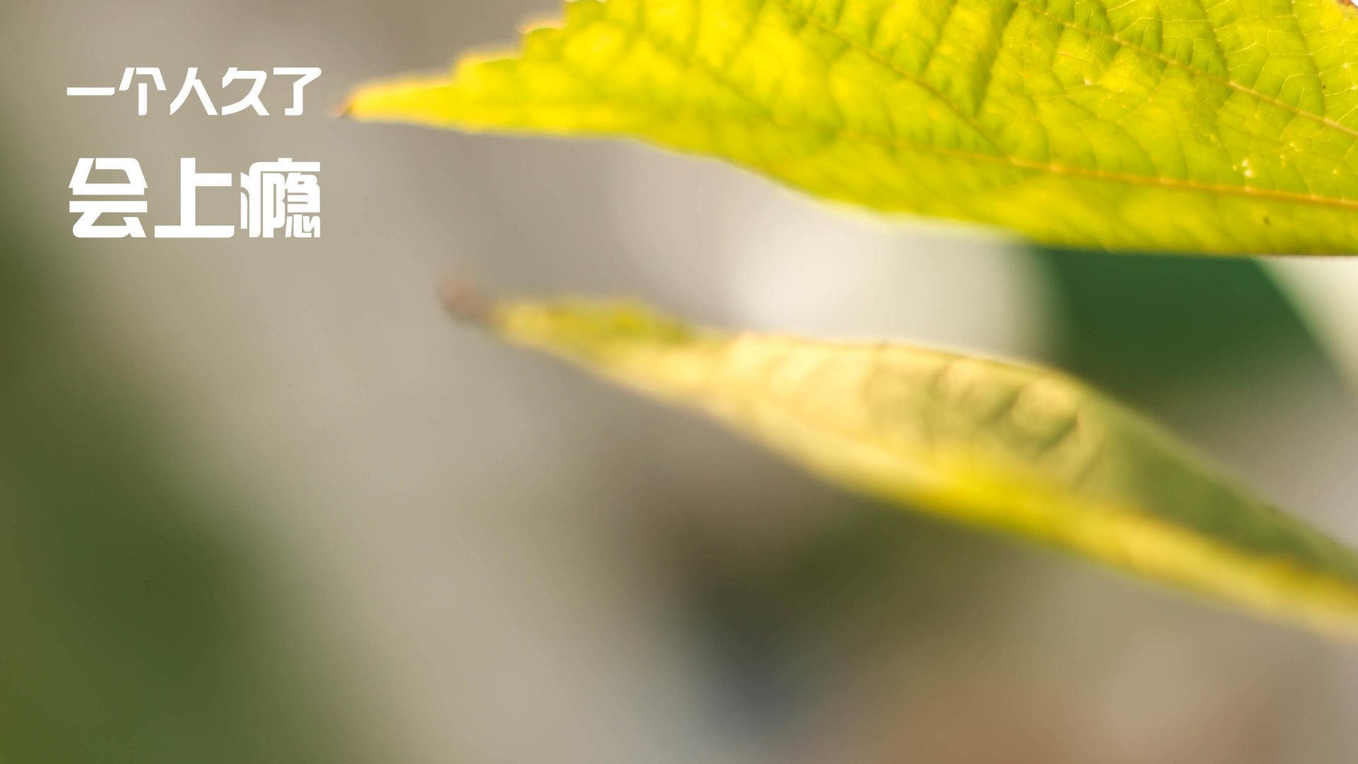 布雷默一剑封喉,摩纳哥战术革命击碎比利时豪门光环